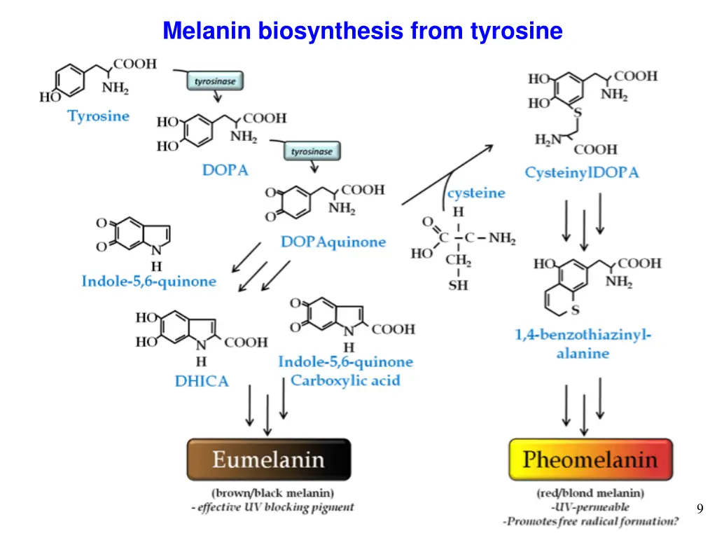 melanin biosynthesis from tyrosine