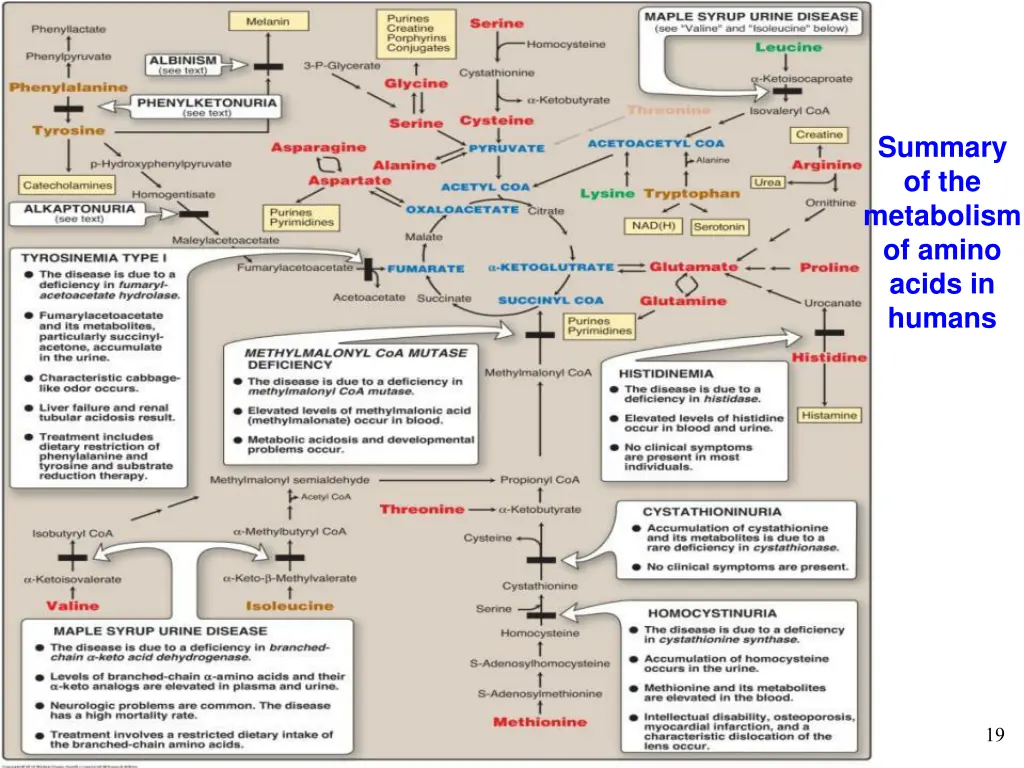 summary of the metabolism of amino acids in humans