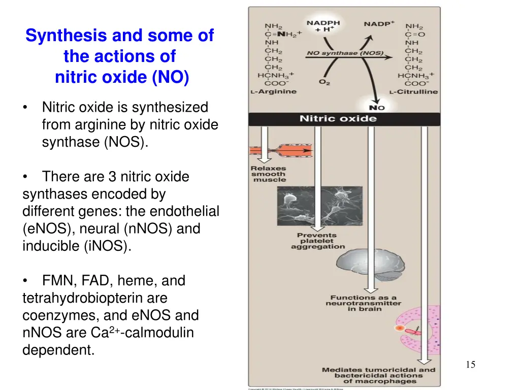 synthesis and some of the actions of nitric oxide