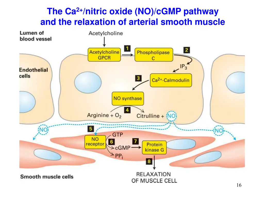 the ca 2 nitric oxide no cgmp pathway