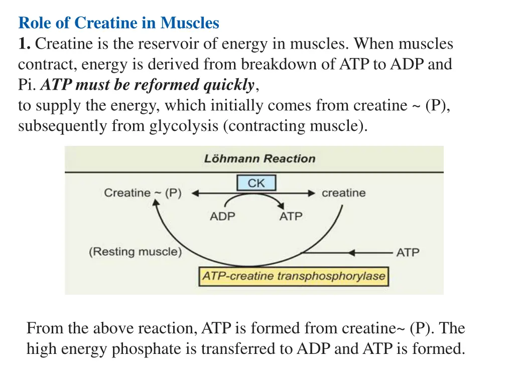 role of creatine in muscles 1 creatine