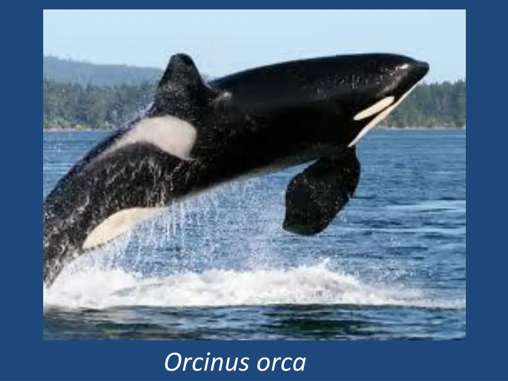 orcinus orca