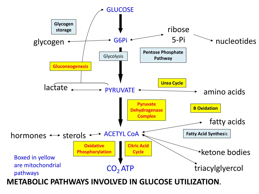 glucose