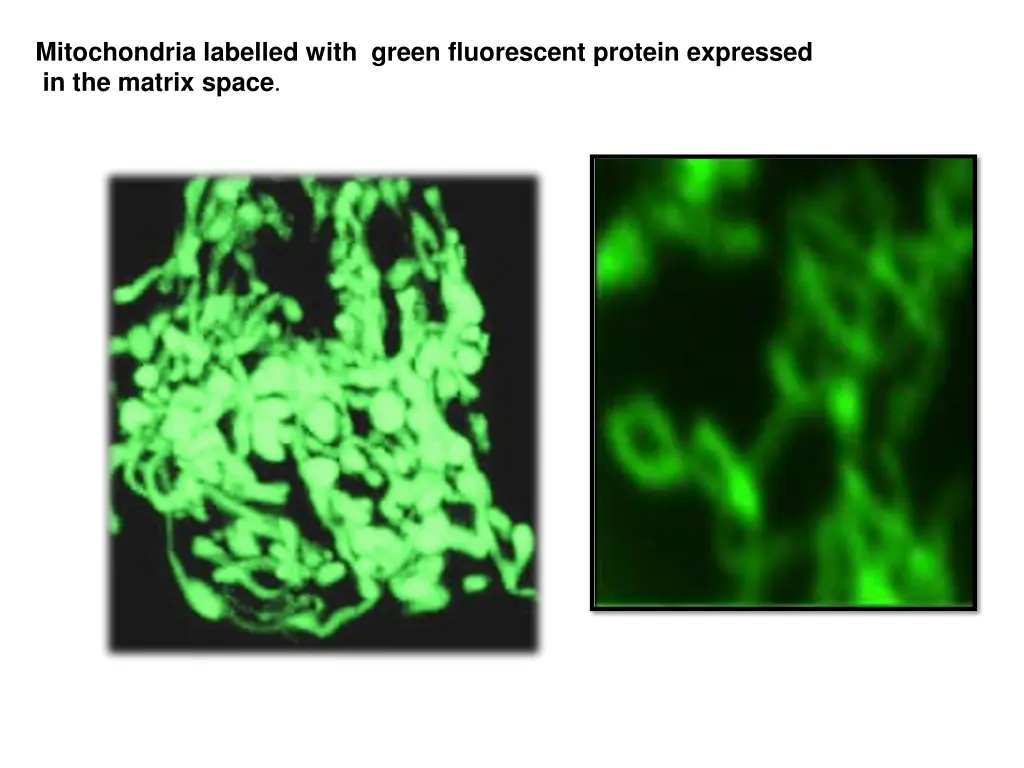 mitochondria labelled with green fluorescent