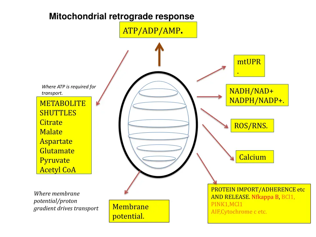 mitochondrial retrograde response