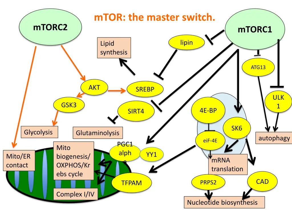 mtor the master switch