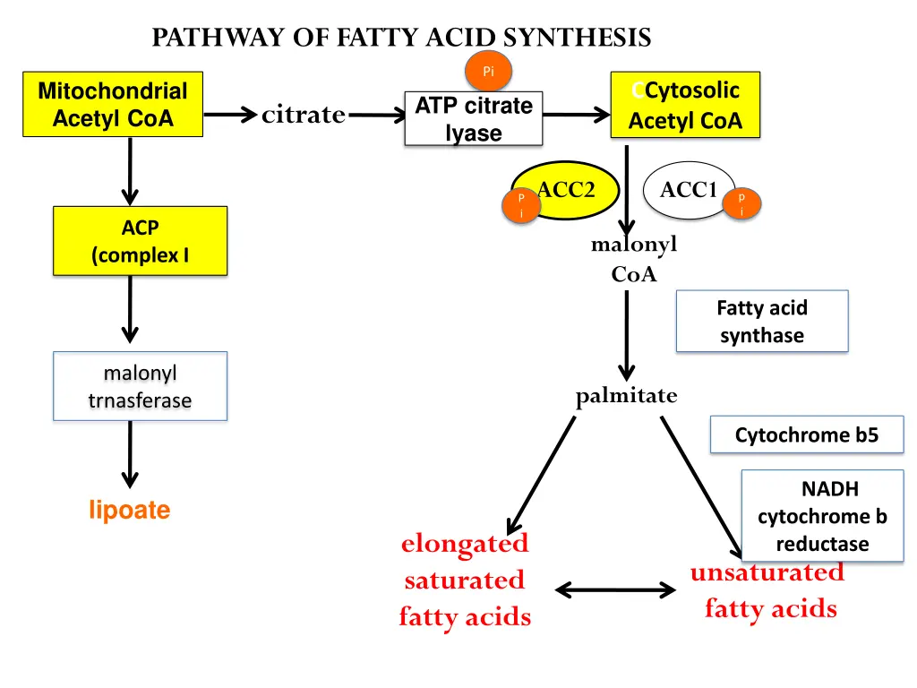 pathway of fatty acid synthesis