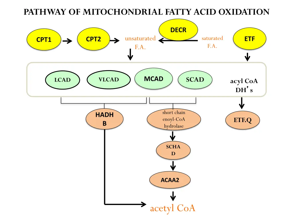 pathway of mitochondrial fatty acid oxidation