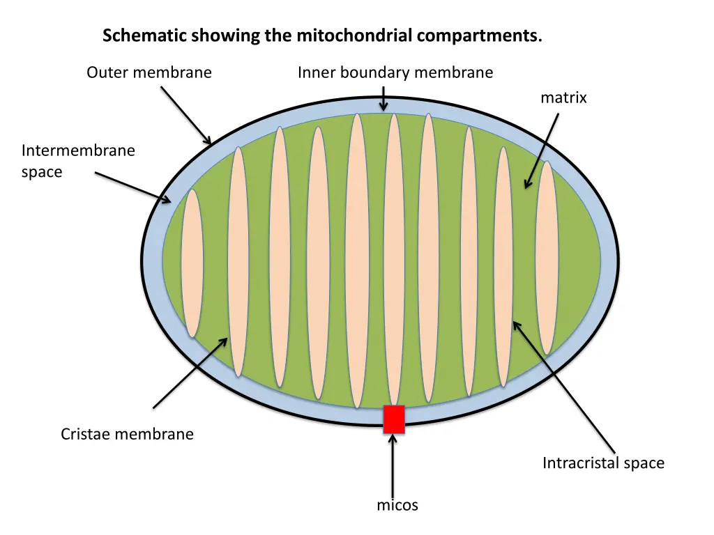 schematic showing the mitochondrial compartments