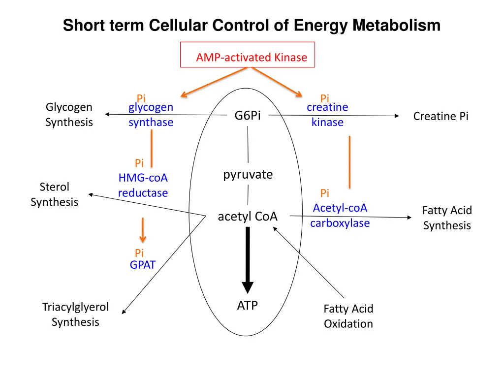 short term cellular control of energy metabolism