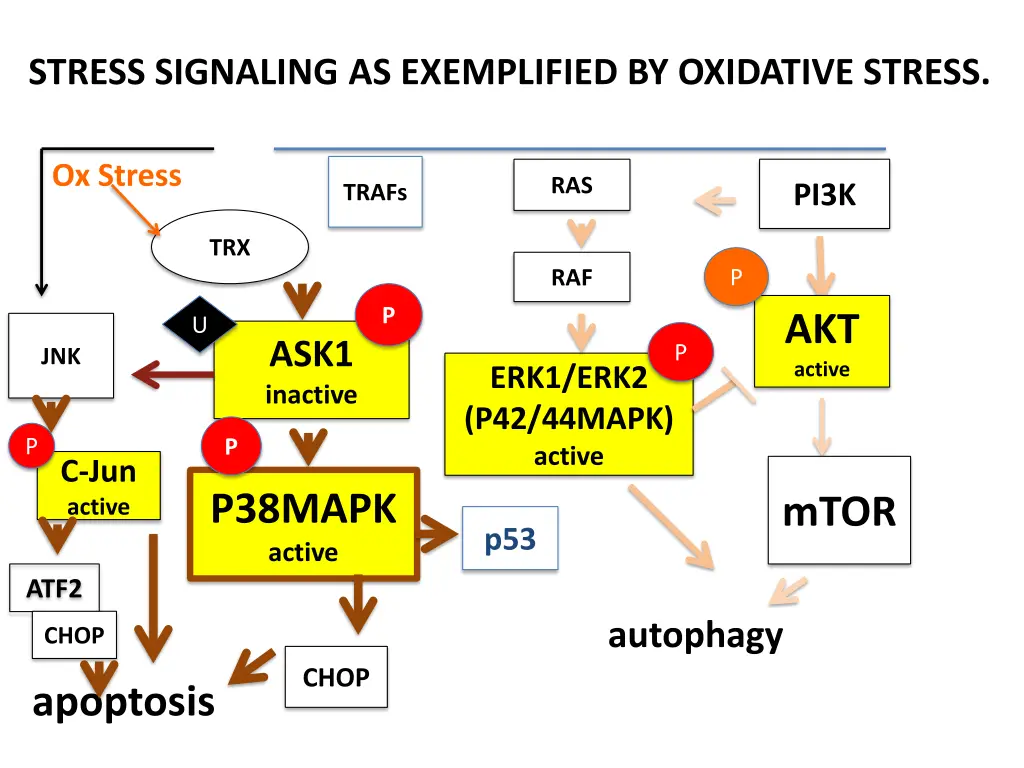 stress signaling as exemplified by oxidative