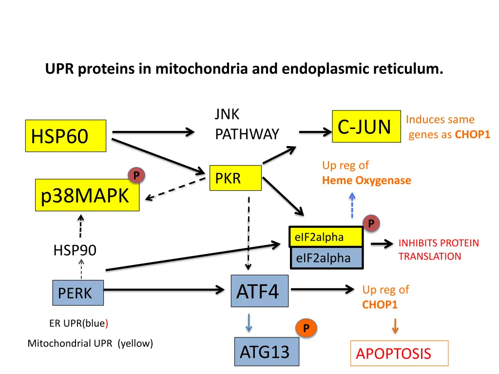 upr proteins in mitochondria and endoplasmic