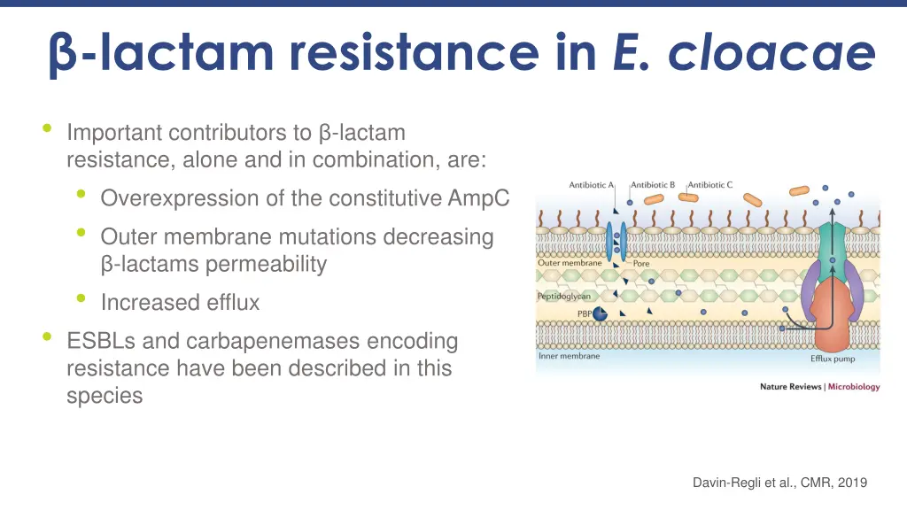 lactam resistance in e cloacae