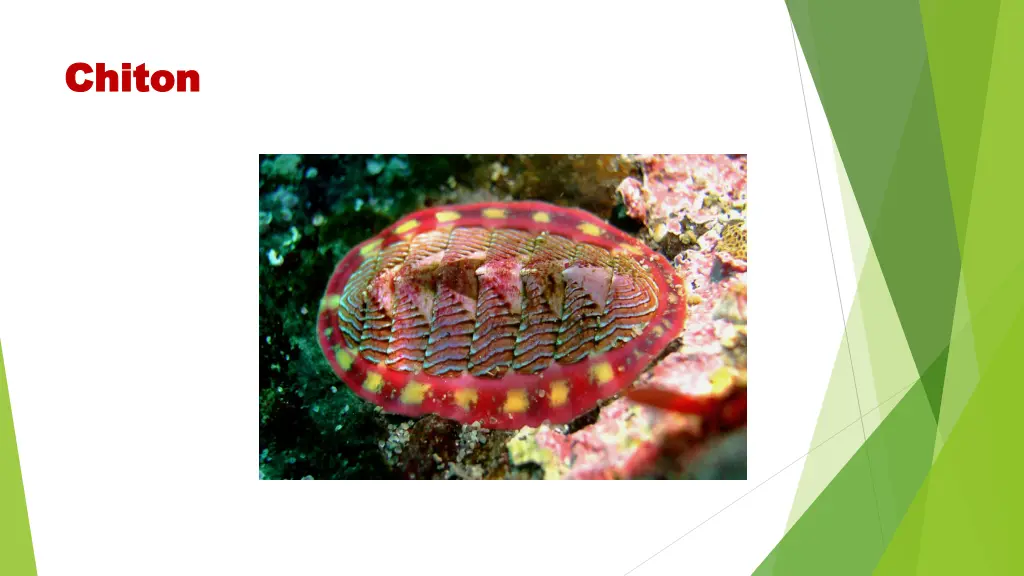 chiton chiton