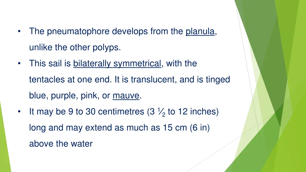 the pneumatophore develops from the planula