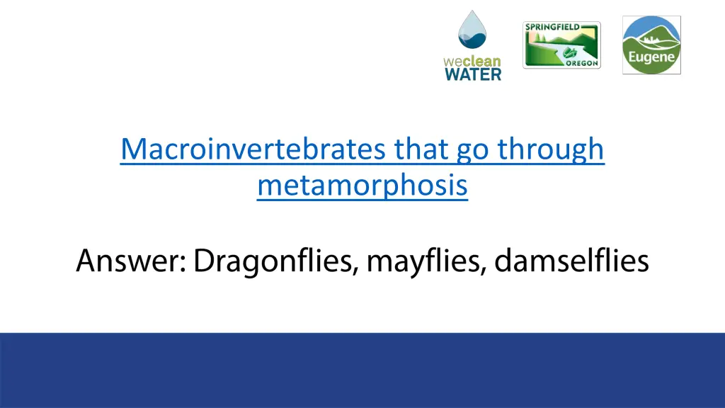 macroinvertebrates that go through metamorphosis