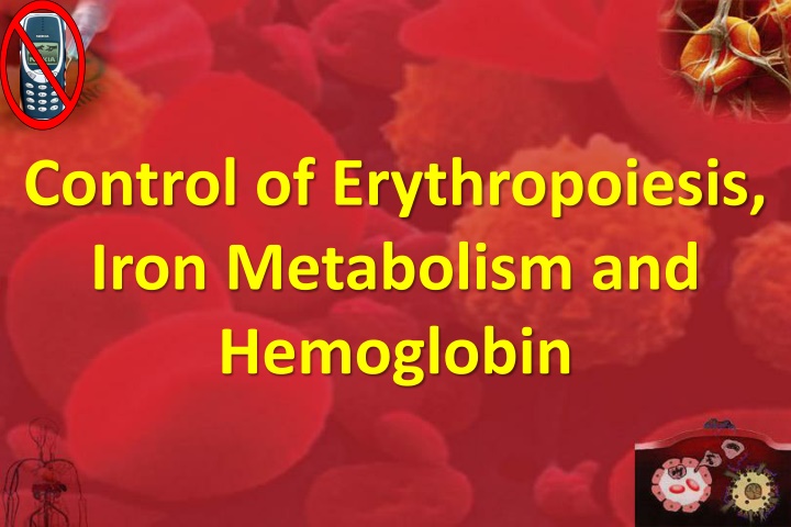 control of erythropoiesis iron metabolism