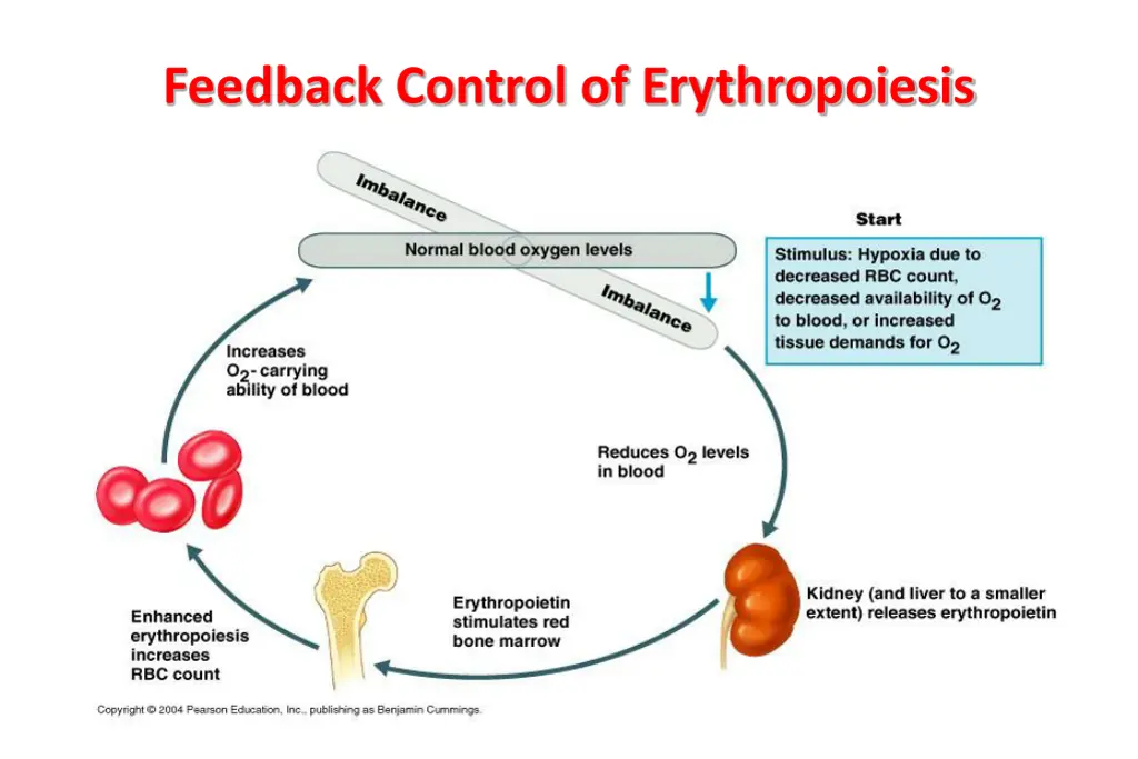 feedback control of erythropoiesis 1