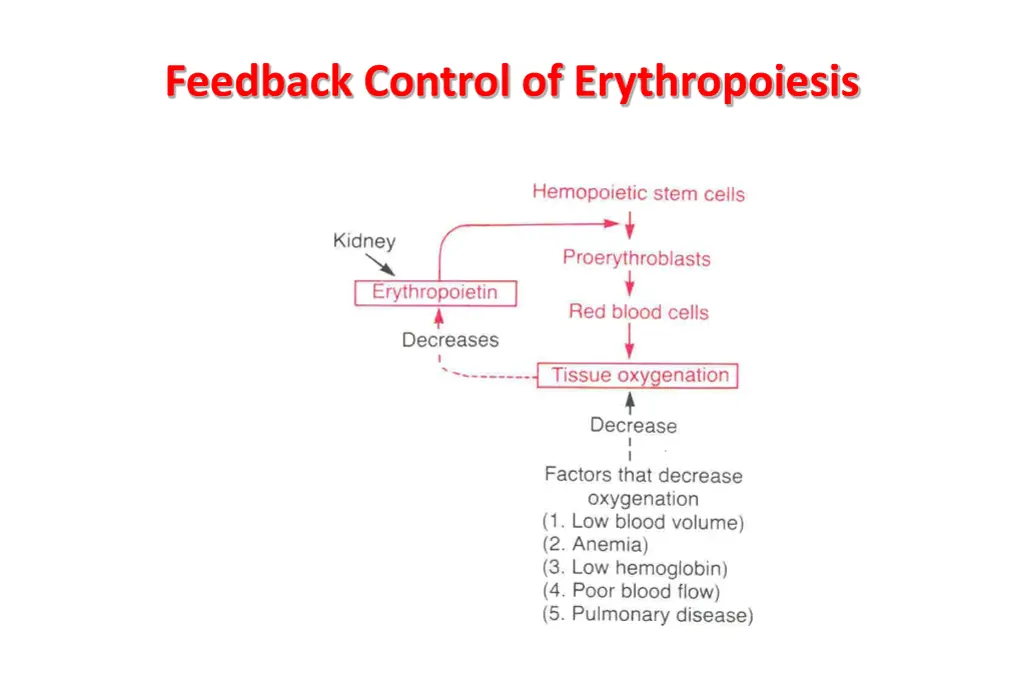 feedback control of erythropoiesis