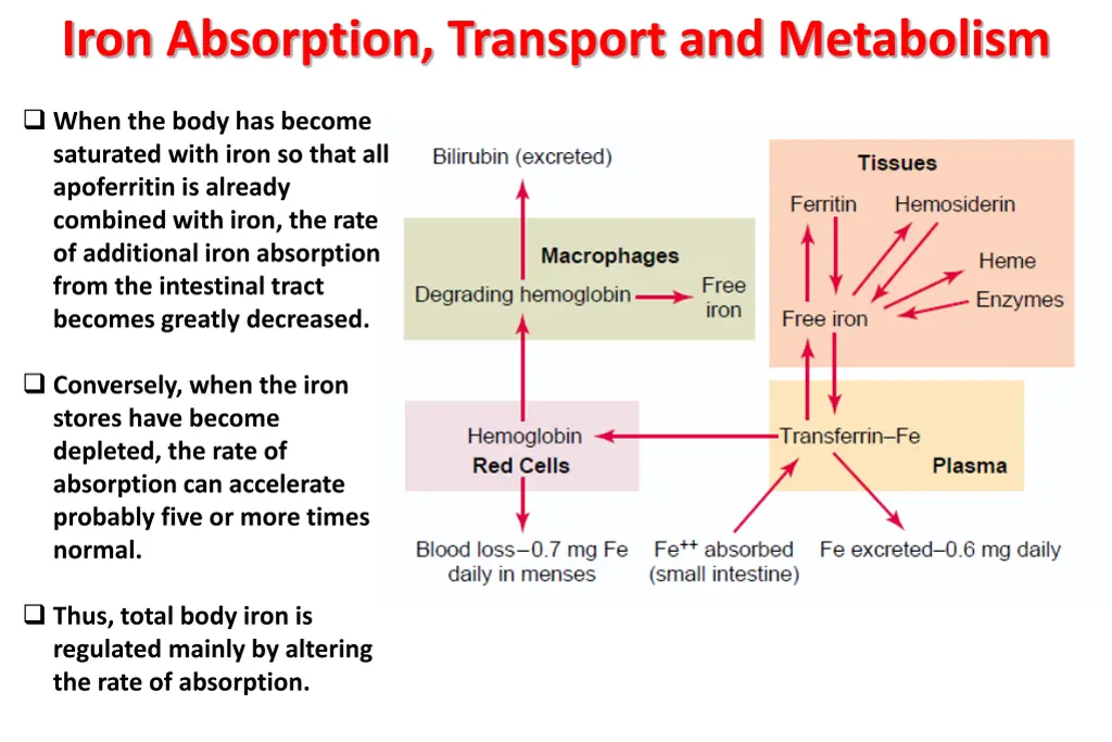 iron absorption transport and metabolism 1