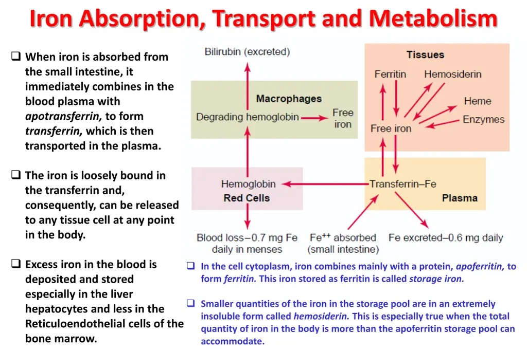 iron absorption transport and metabolism