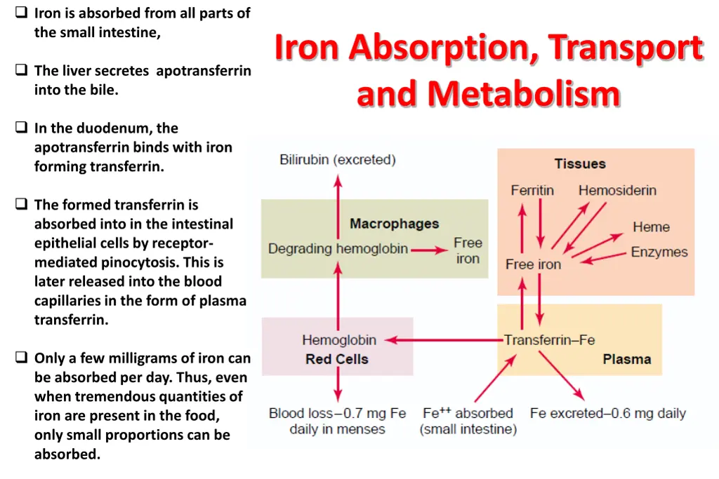 iron is absorbed from all parts of the small