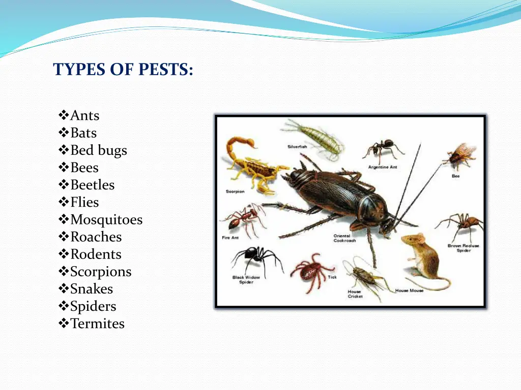 types of pests