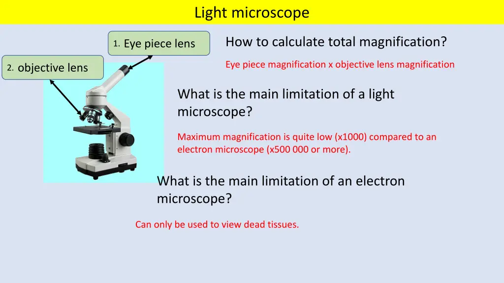 light microscope