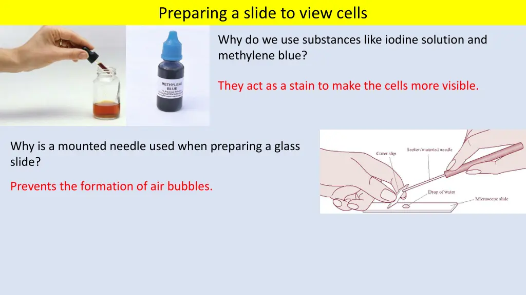 preparing a slide to view cells