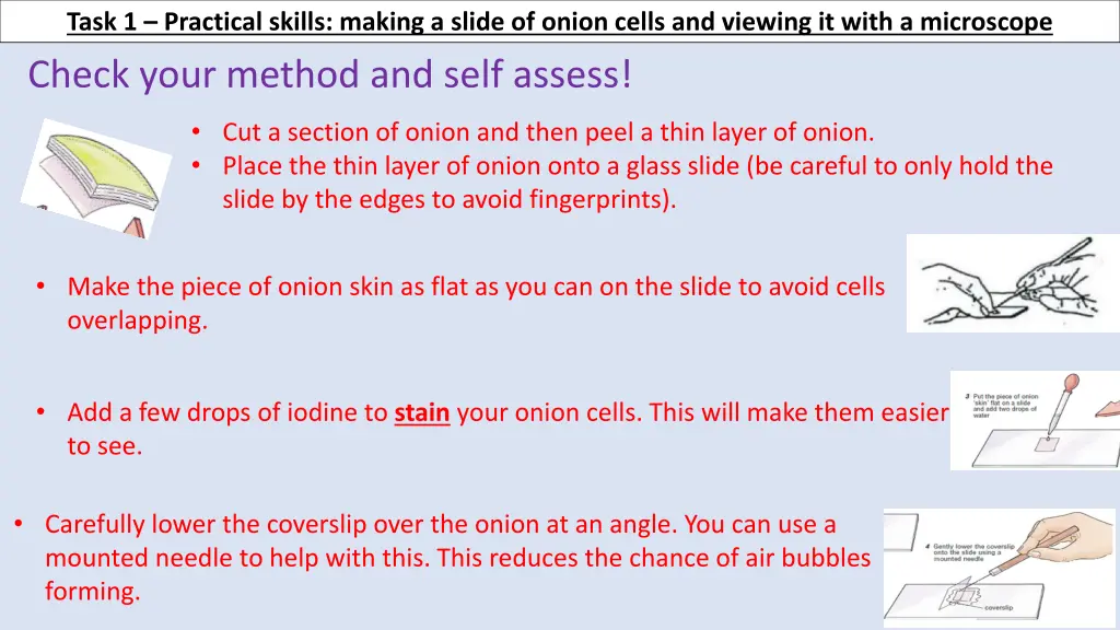 task 1 practical skills making a slide of onion