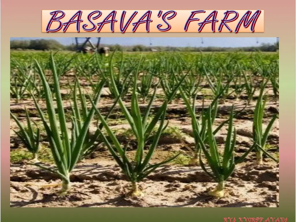 basava s farm