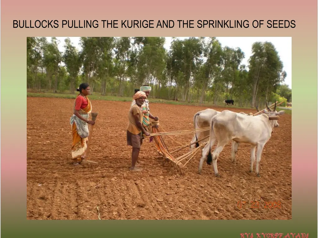 bullocks pulling the kurige and the sprinkling