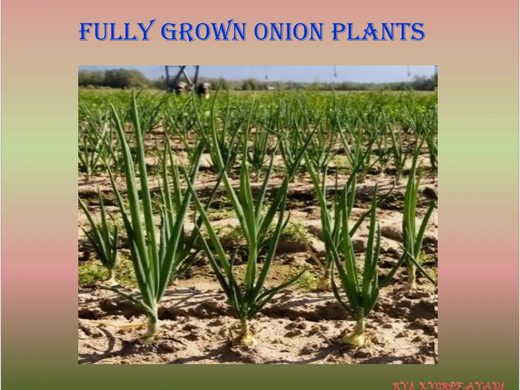 fully grown 0nion plants