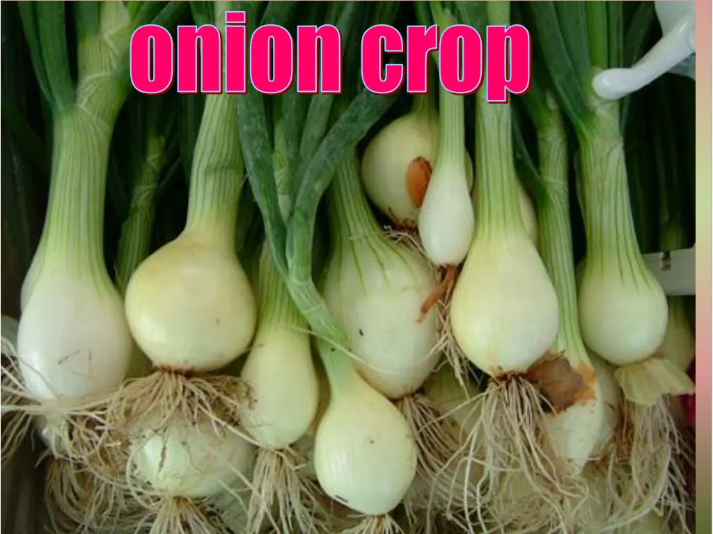 onion crop 1