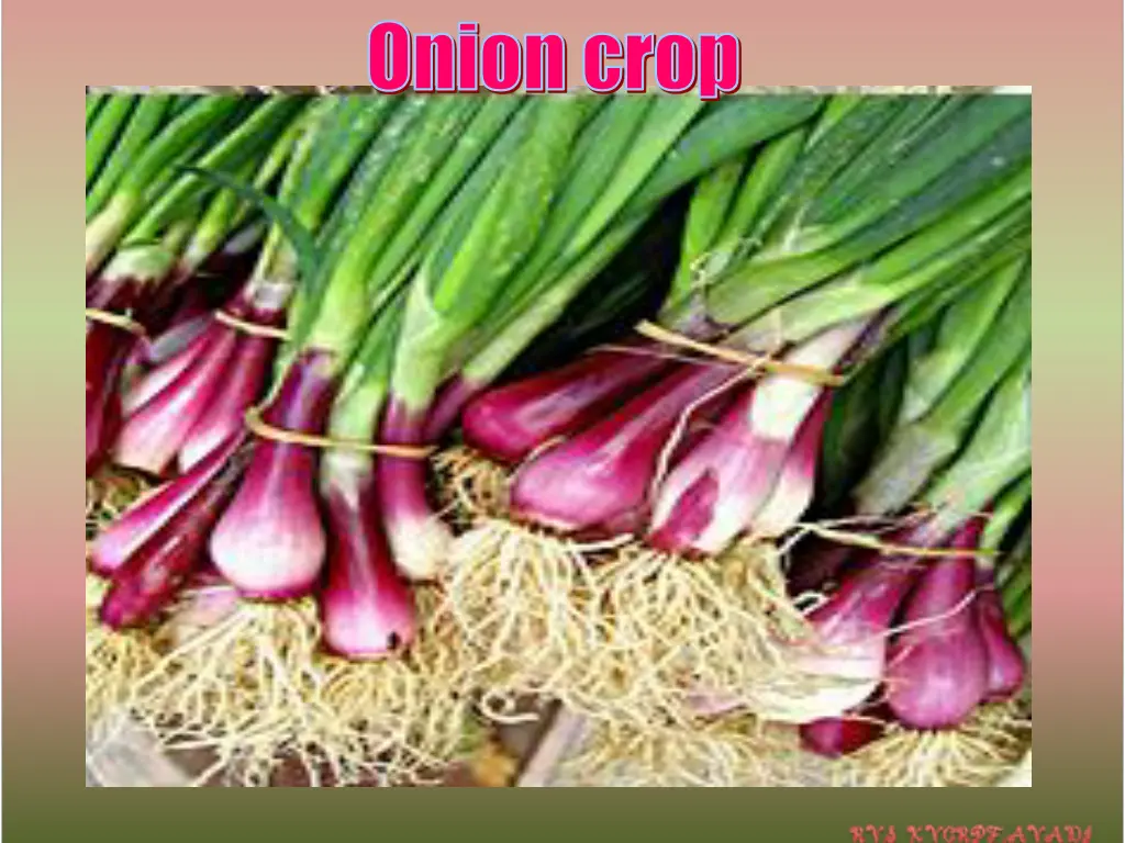 onion crop 2