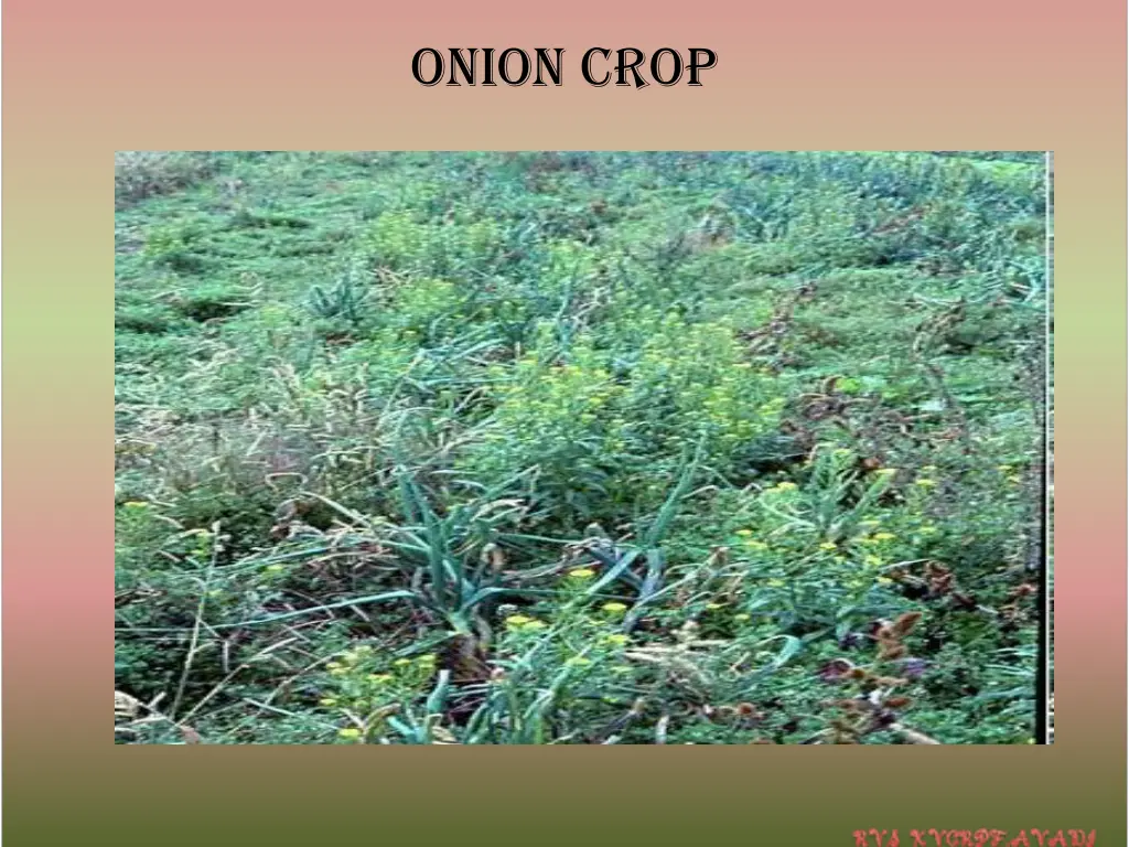 onion crop