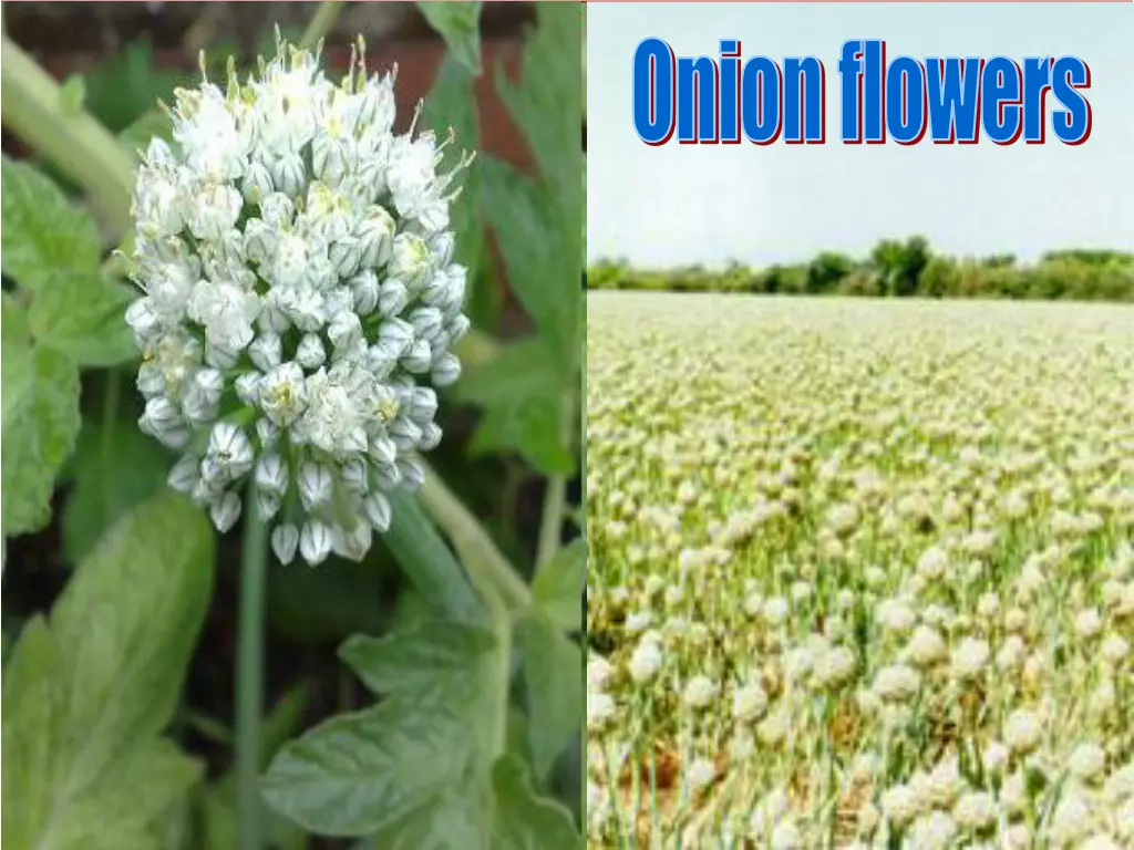 onion flowers