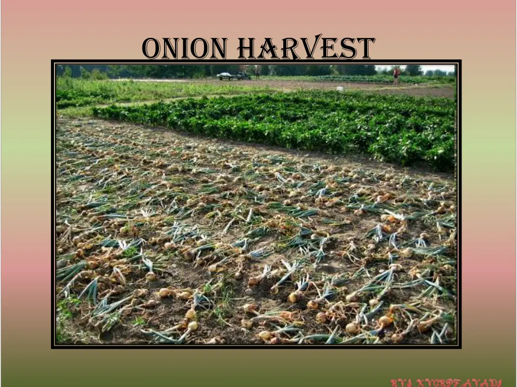 onion harvest