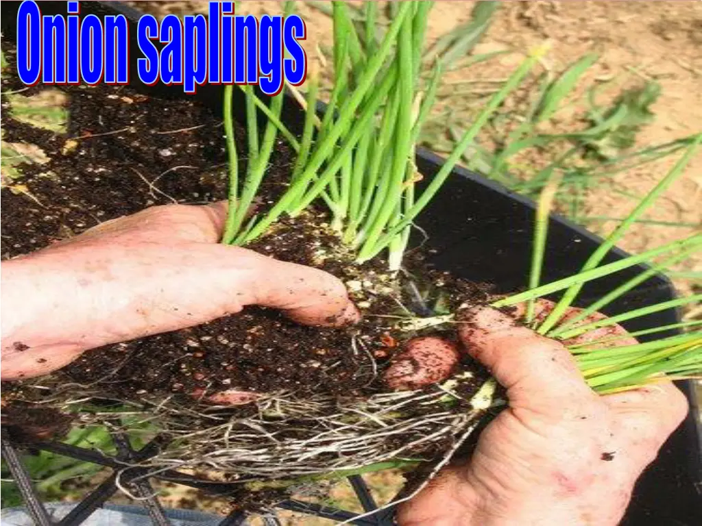 onion saplings