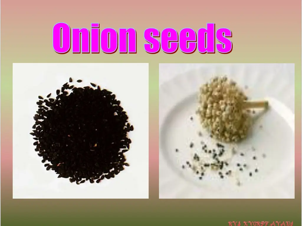 onion seeds