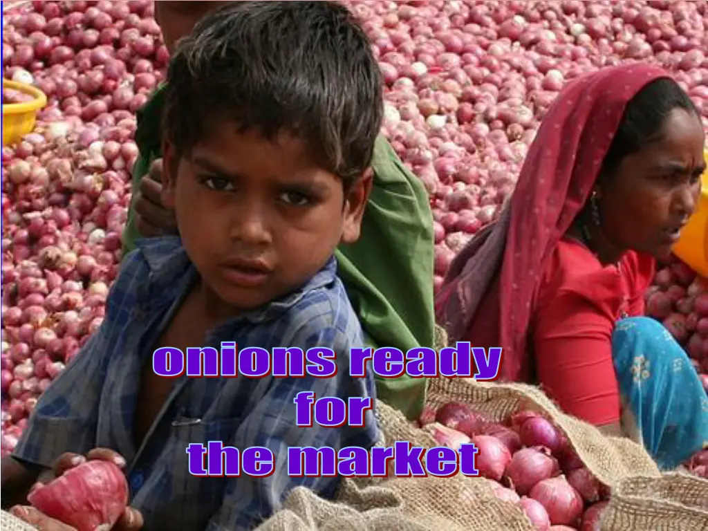 onions ready for the market