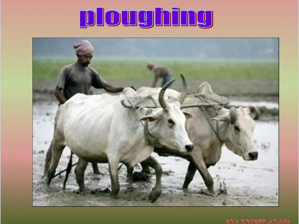 ploughing