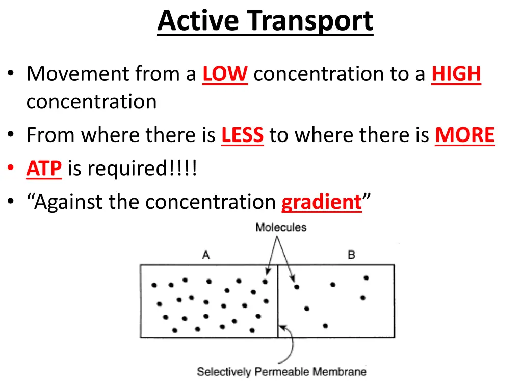 active transport