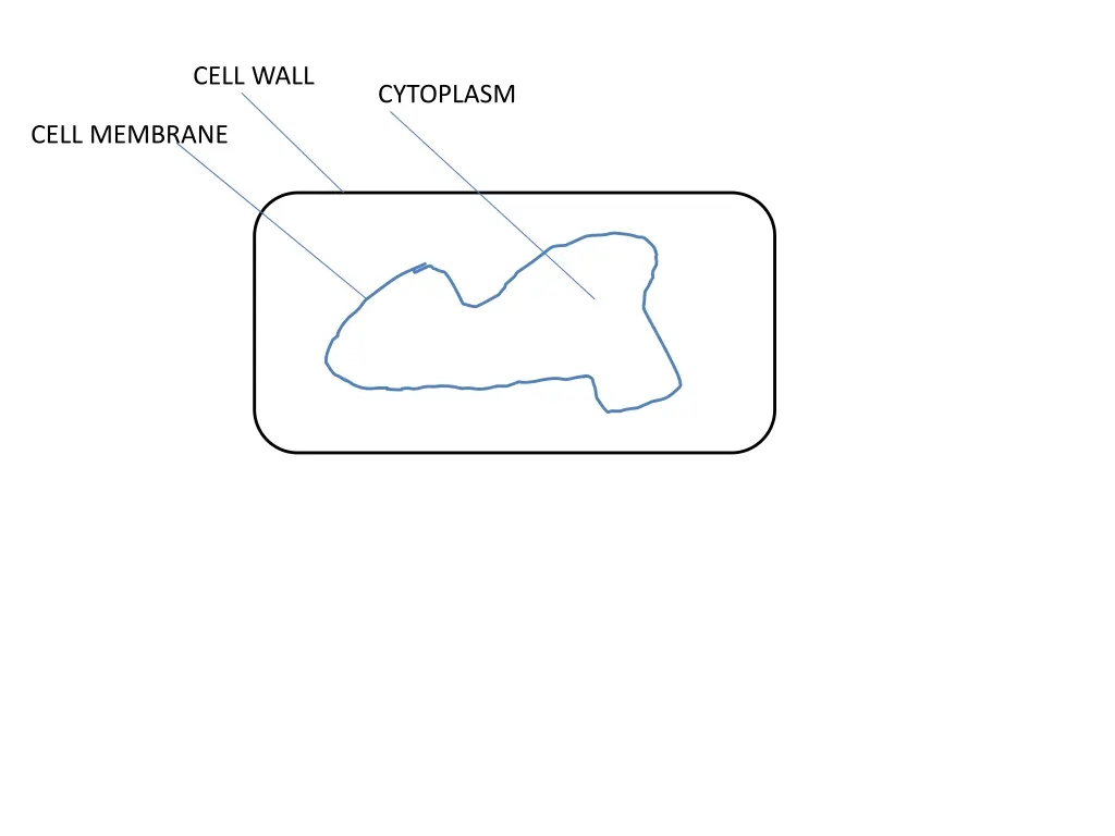 cell wall 1