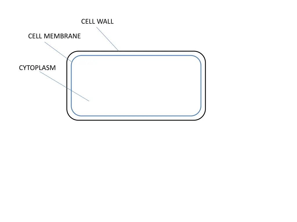 cell wall