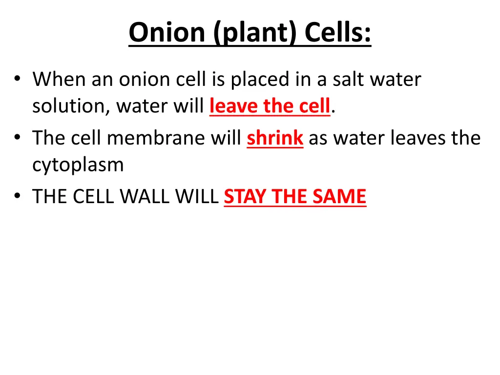 onion plant cells