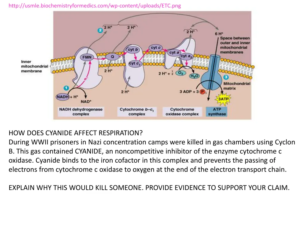 http usmle biochemistryformedics com wp content 1