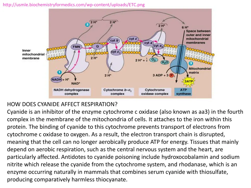 http usmle biochemistryformedics com wp content 5