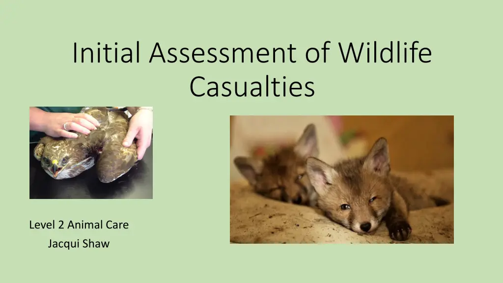 initial assessment of wildlife casualties 1