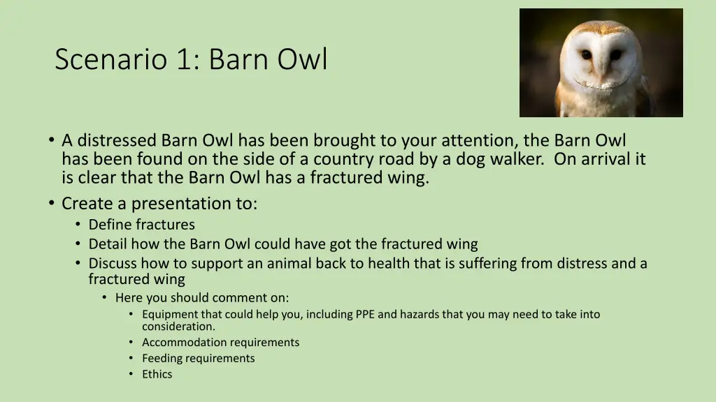 scenario 1 barn owl